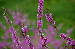 花　桃　　_IGP3846zz