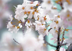 春愁う　P1110209zz