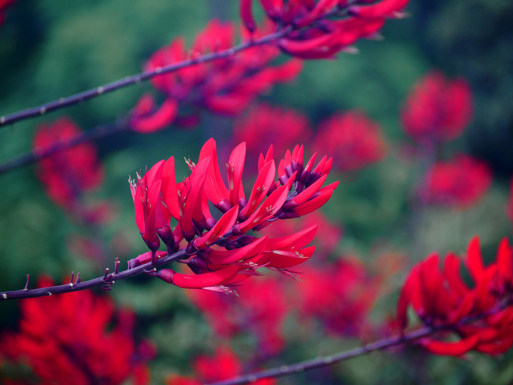 アメリカンディエゴ　P1300409zz