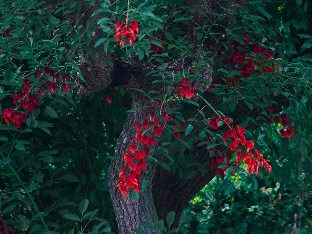 デイゴの花　P1550181zz