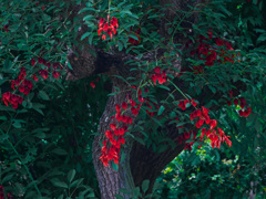 デイゴの花　P1550181zz