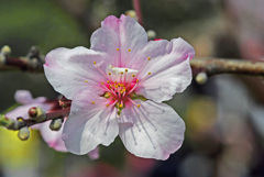 まるで桜花　IMGP0229zz