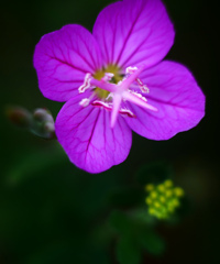 アカバナユウゲショウ　P1280303zz