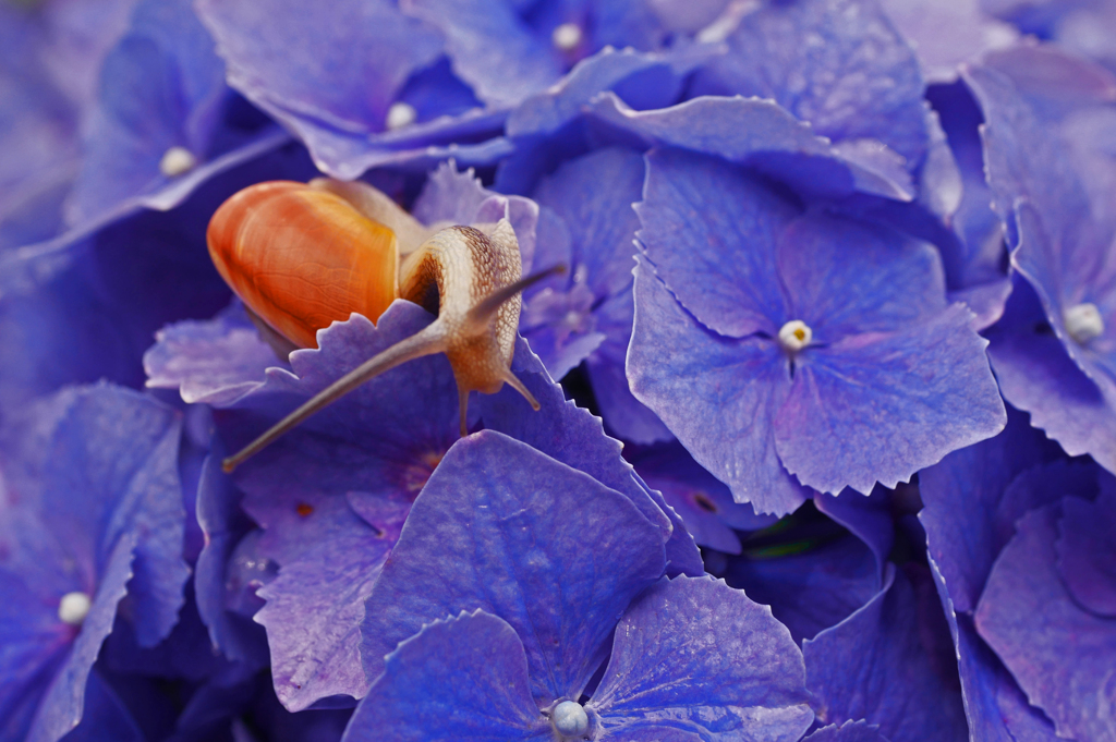 ♪つのだせ、やりだせ、めだまだせ〜！ P1190104zz
