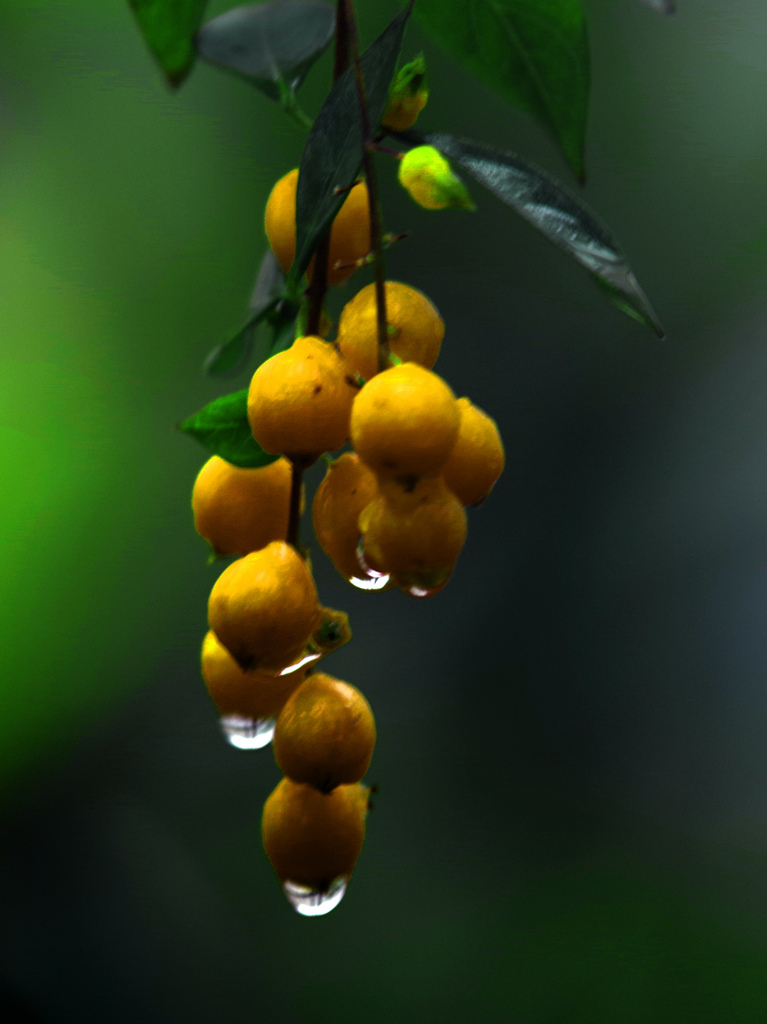 濡れて輝く　IMGP1711zz