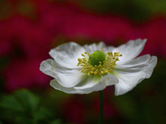 白いアネモネ　P1200197zz