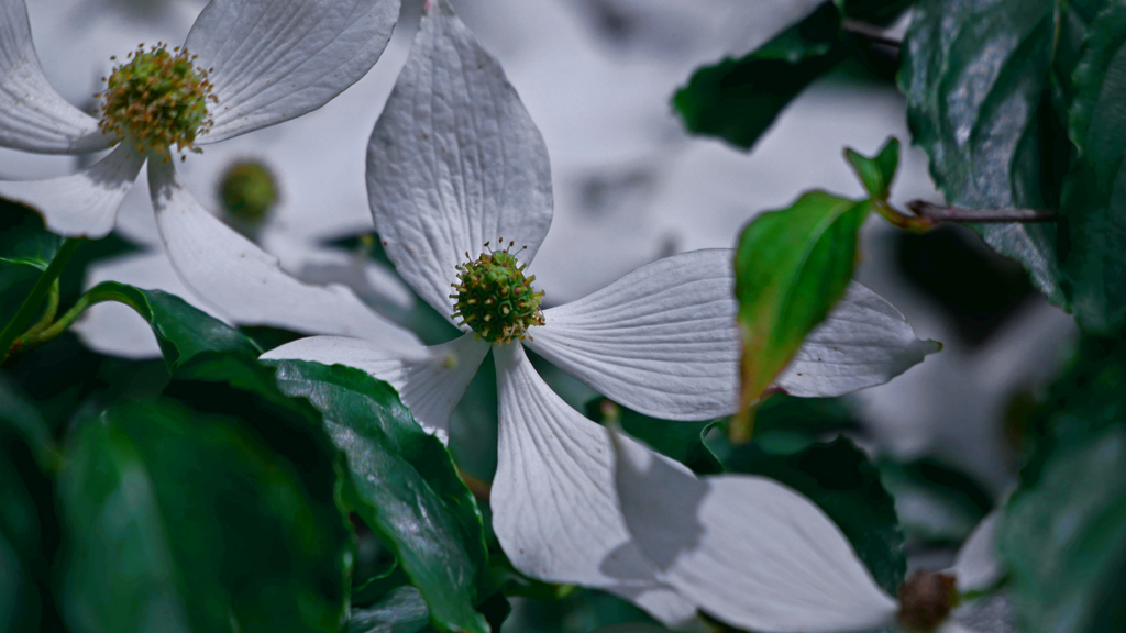 山法師　P1180207zz