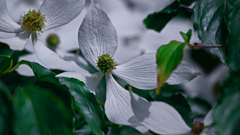 山法師　P1180207zz