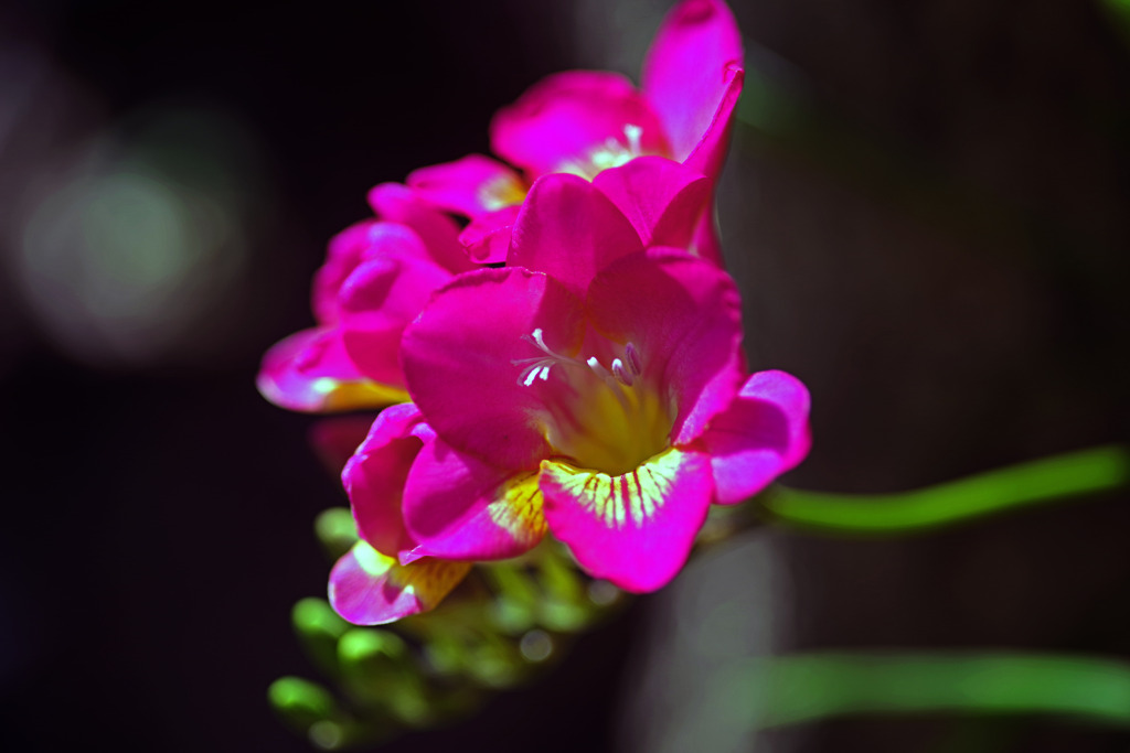 My garden フリージア　IMGP5247zz