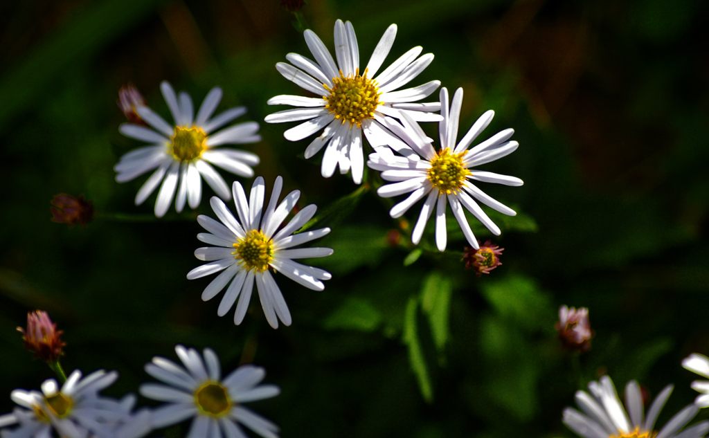 白い野菊　IMGP1560zz