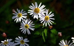 白い野菊　IMGP1560zz