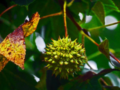 モミジバフウの実　P1380807zz