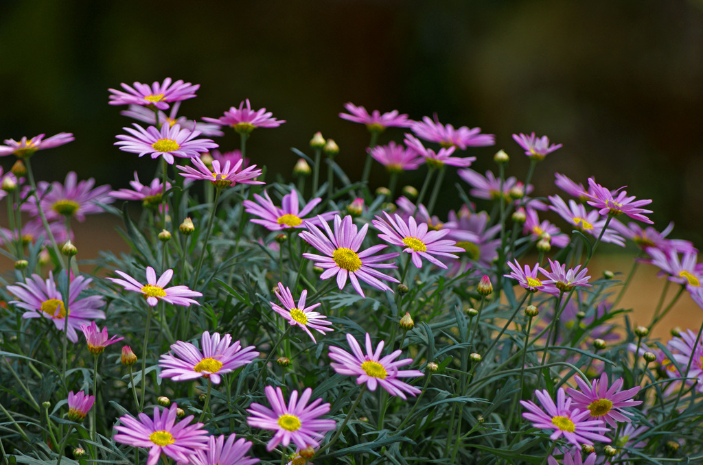 早春に咲く　IMG0203zz