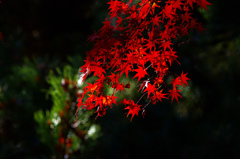 紅葉渓庭園の紅葉　_IMG0106zz