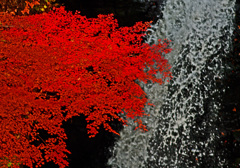 紅とモノトーン　IMGP0385zz