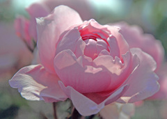 ピンクの薔薇　IMGP4404zz