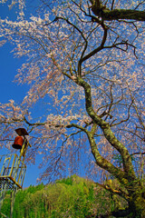 火の見櫓と枝垂れ桜　IMGP2532zz