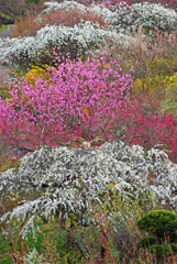 色とりどりの春風景　IMGP1585zz