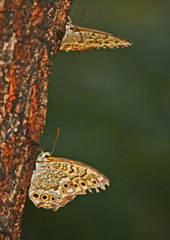 朝の喫茶店　P1630045zz