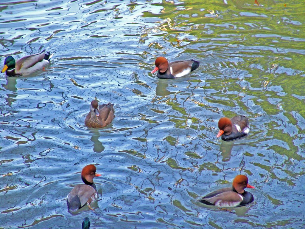 鴨池　DSC05797zz
