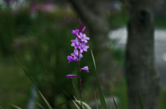 凛と立つ　IMG2215zz