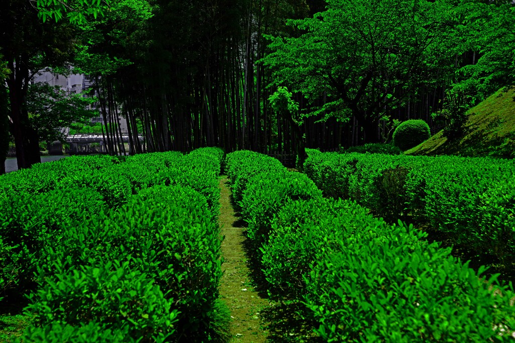 竹林とお茶畑　IMGP5057zz