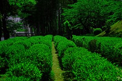 竹林とお茶畑　IMGP5057zz