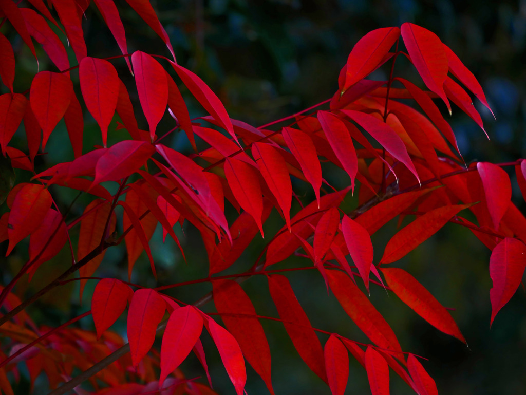 見事に紅葉　P1500580z