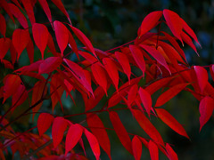 見事に紅葉　P1500580z