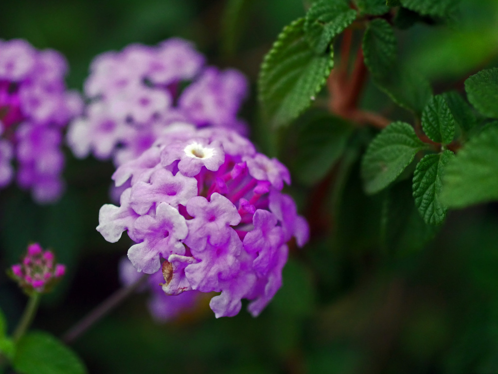 ピンクのランタナ　P1460502zz