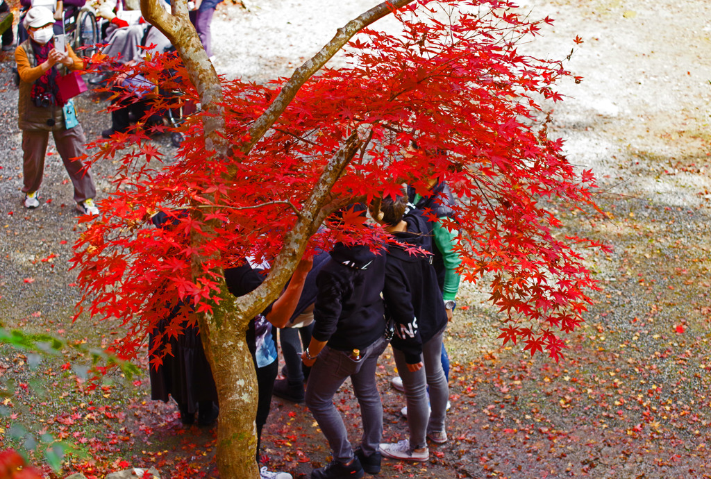 紅葉の中でハイポーズ！　IMGP1728zz