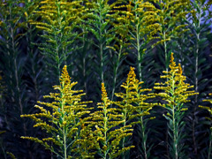 今や秋の風物詩　P1470051zz