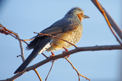 庭に来る鳥　IMGP1022zz