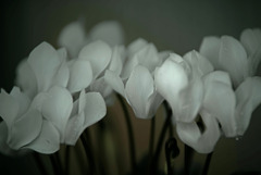 白いシクラメン　IMGP1709zz