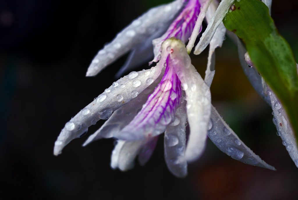 梅雨に咲く花　P1180859zz
