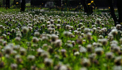 クローバーとブタナ　IMG8895zz