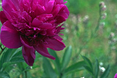 赤い芍薬　IMGP7198zz