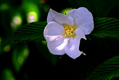 白花山吹　IMGP4046zz