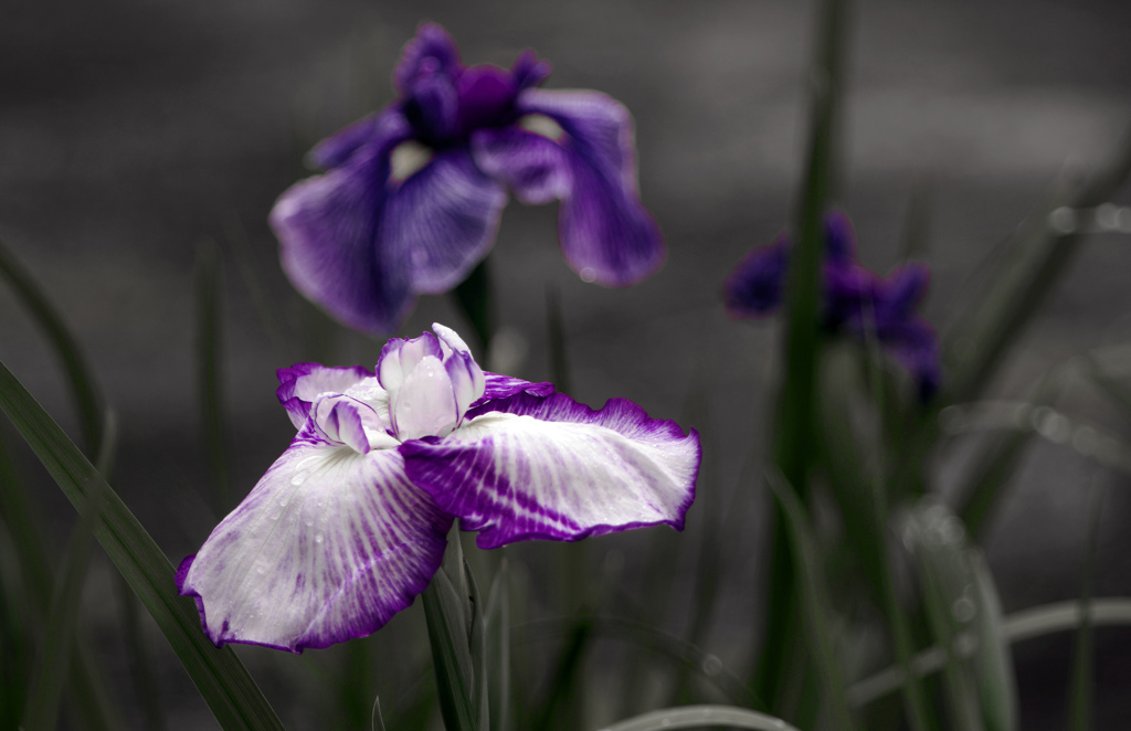 梅雨に咲く花　IMG1228z