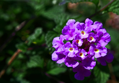 可憐な花　P1170173zz