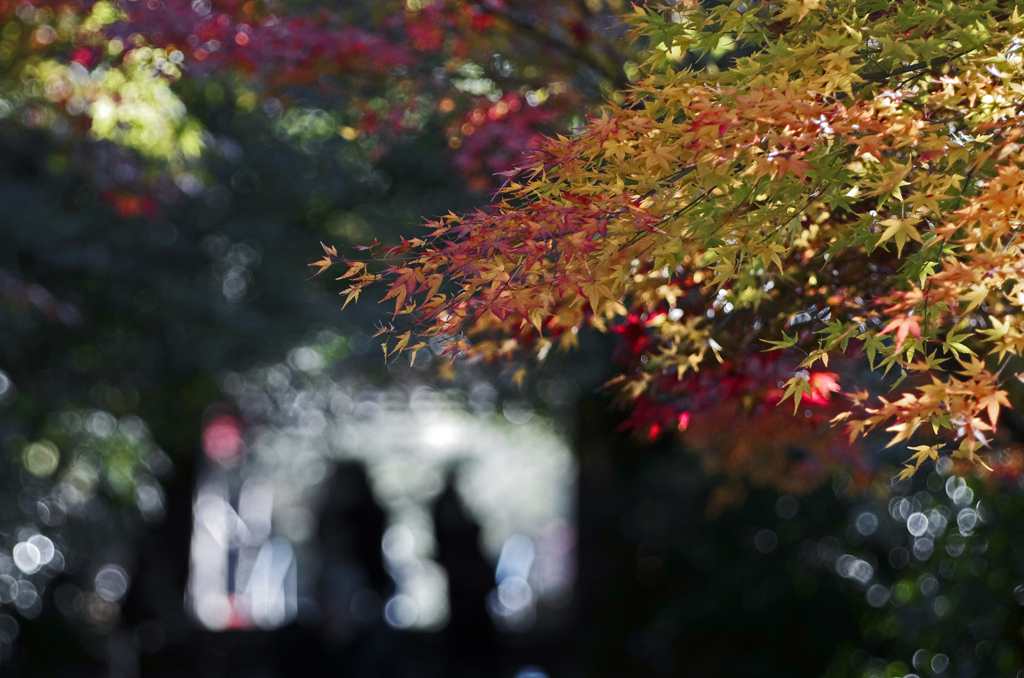 高台寺への坂道　IMG8986zz