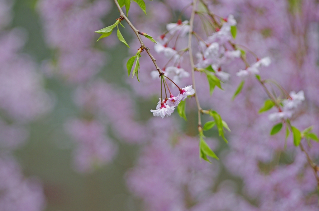 枝垂桜Ⅱ　IMG2668zz