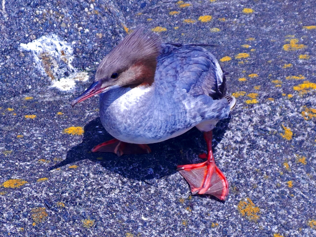 リーゼントカット　P1310268zz