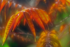 漆紅葉(ソフトフォーカス)　IMGP8559zz