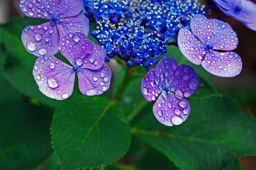 雨が似合う花　P1180875zz