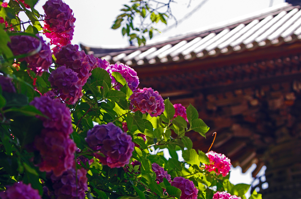 古刹に咲く花　IMG8835zz