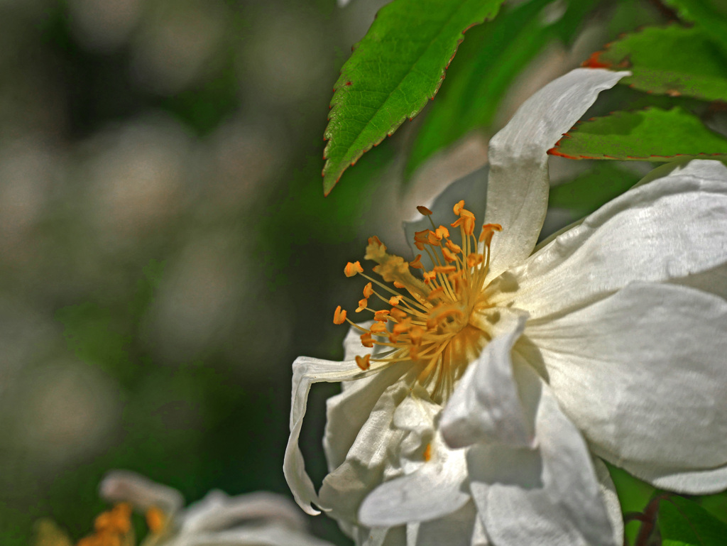 「朴訥」　P1230194zz