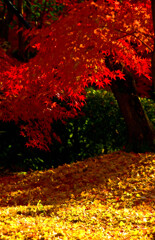紅い紅葉に黄色い落葉　_IGP1639z