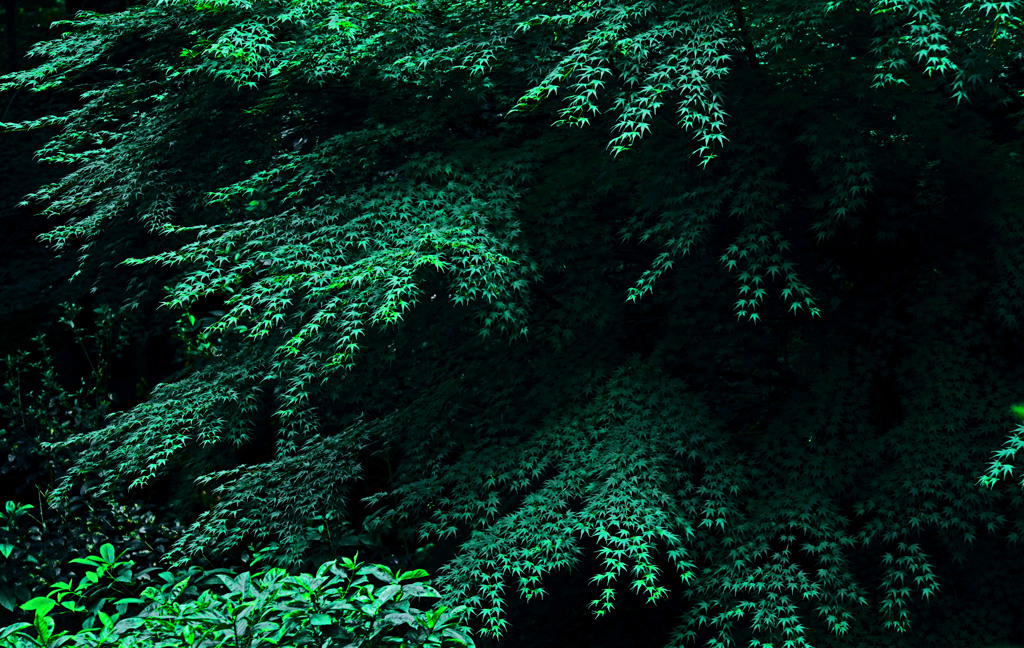 水無月の椛　IMGP8326zz