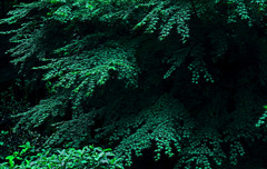 水無月の椛　IMGP8326zz